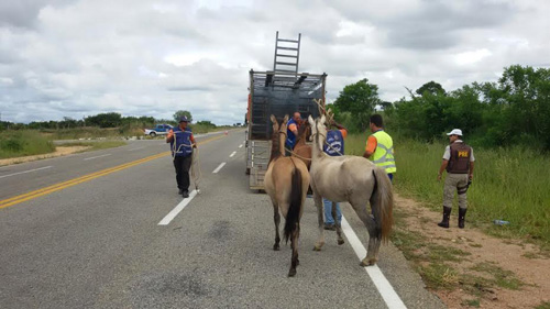 Operação apreende quase 30 animais nas estradas de Conquista, Belo Campo e Tremedal
