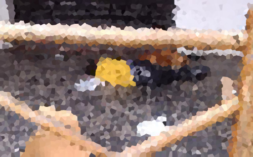 15078721_1449622278400481_7121371721630636024_n