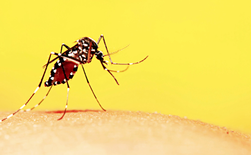 Mosquito sucking blood from people.