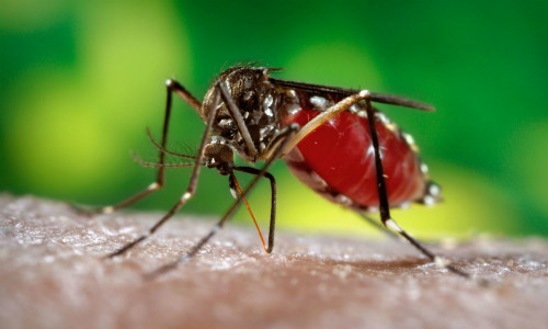 dengue